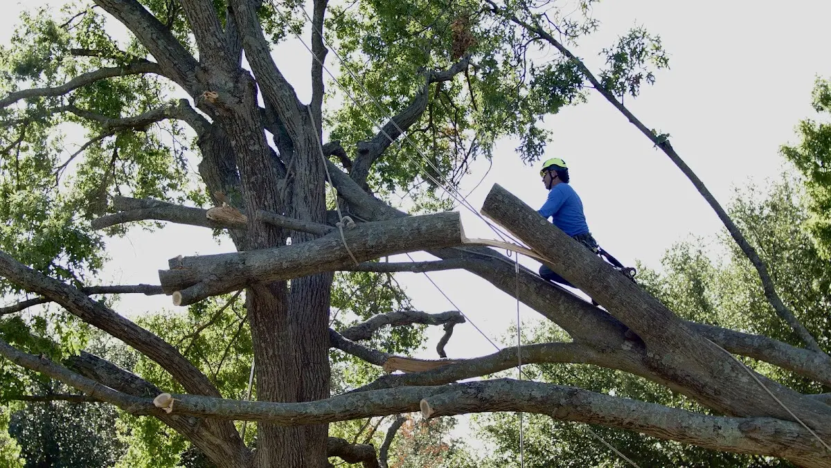 Professional Hazardous Tree Removal performed by certified arborists in Parsons