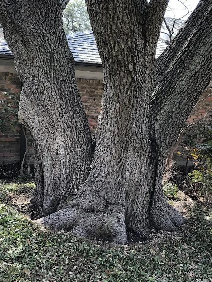 Mature heritage tree close to a Parsons property cared for by certified arborists